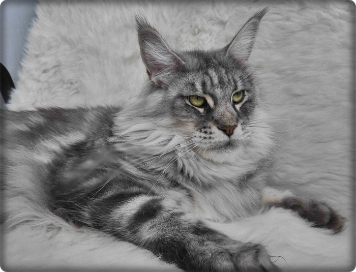 Starbushway.de -Maine Coon Zucht-