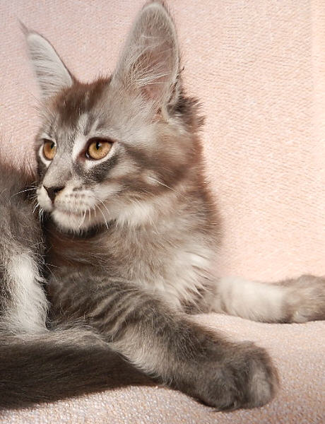 black silver ticked tabby maine coon